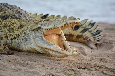Cunoscută drept "ţara crocodililor", această regiune a fost scena unor atacuri relativ frecvente ale acestor reptile, deşi rareori fatale. Foto: Pixabay