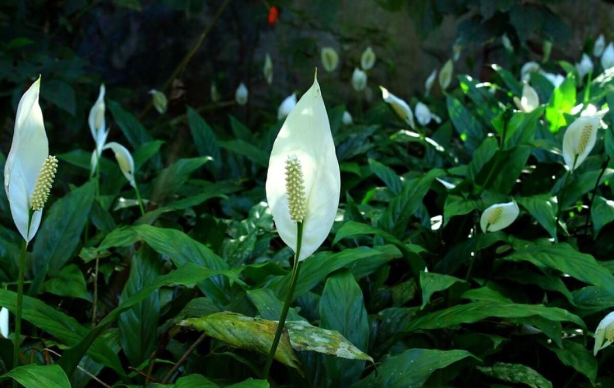 Spathiphyllum, numit și crinul păcii, va înflori tot anul. Iată ce trebuie să faci. Sursa - pixabay.com