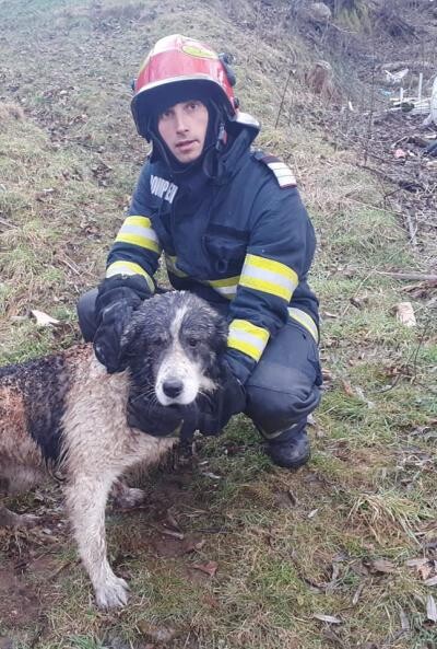 Scăpat miraculos dintr-un incendiu, câinele Haiduc îşi caută un stăpân: Ochii lui blânzi vor mişca inima cuiva - FOTO ISU HUNEDOARA
