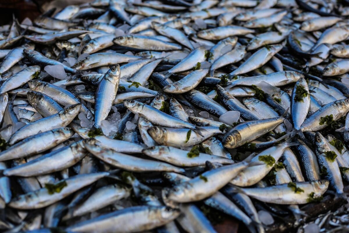InfoCons avertizează: Produsele din pește trebuie verificate cu atenție înainte de a fi cumpărate / Photo by Oziel Gómez