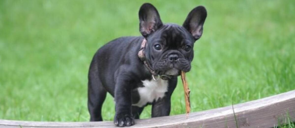 Bulldog-ul francez, pe primul loc în topul celor mai populare rase de câini din Statele Unite