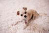 Un chihuahua din Florida, declarat cel mai scund câine în viaţă, la puţin peste 9 cm înălţime / Photo by wkn