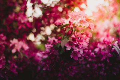 Ce nume de flori se sărbătoresc de Florii / Photo by Valeria Boltneva