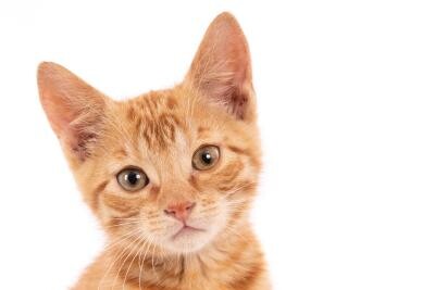 De ce se holbează pisica la tine - Foto: Freepick